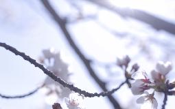 桜の開花